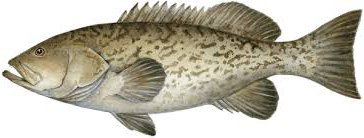 Grouper