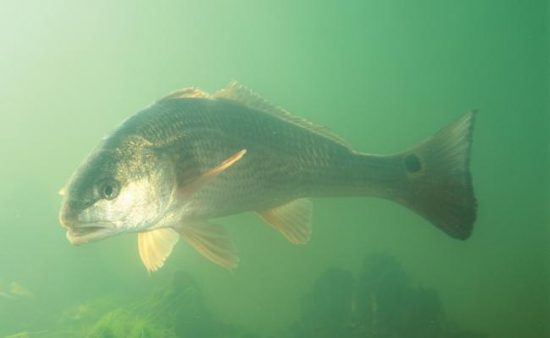Simple Tactic For Firing Up The Redfish Bite