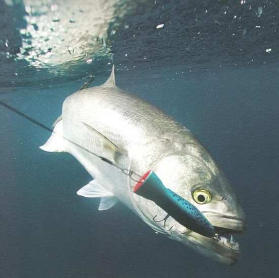 1 Minute Fishing Tip…..Picking a Great Topwater Fishing Spot