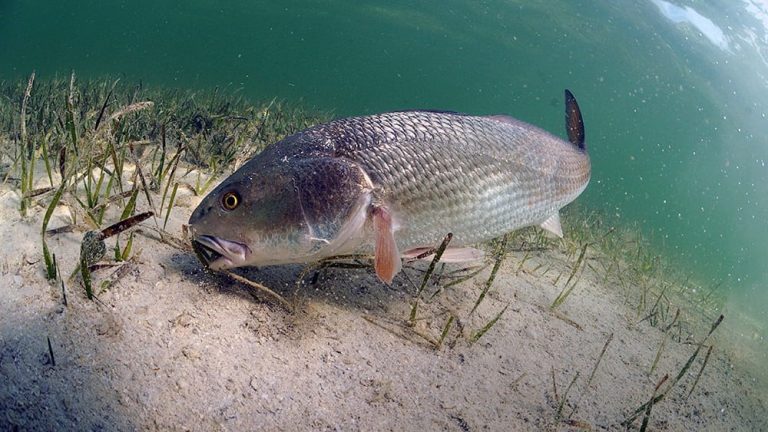 Cure For Catching Timid Fish