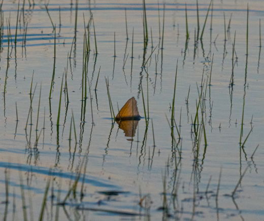 Tailing Redfish On the Fly