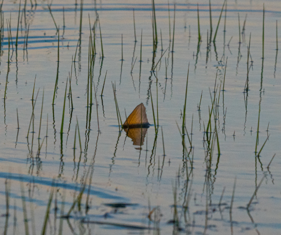 Tailing Redfish On the Fly