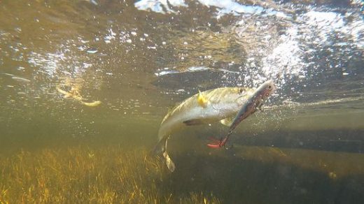 Fall Means Topwater Lure Fishing Time