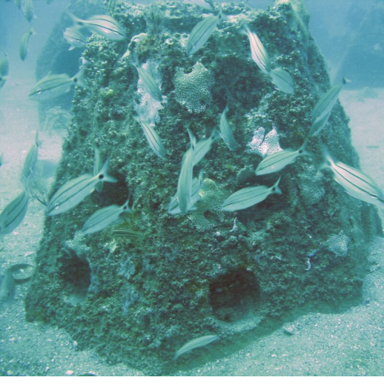Artificial Reefs and Marine Protected Areas……A Noble Effort Indeed