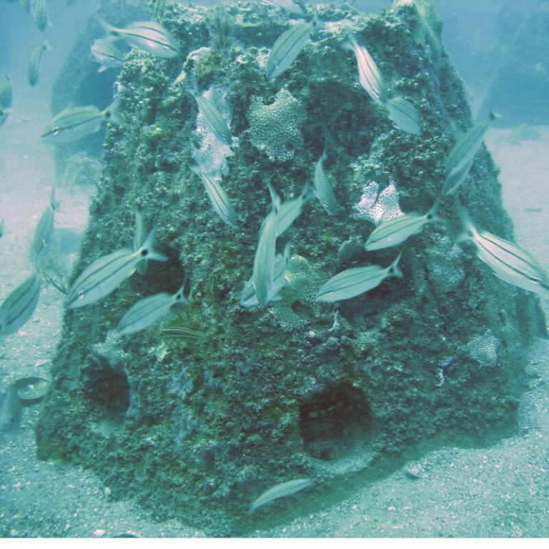 Artificial Reefs and Marine Protected Areas……A Noble Effort Indeed