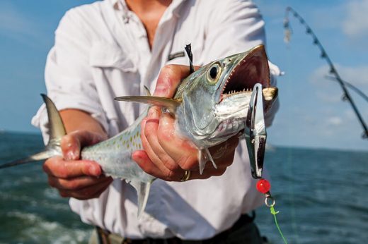 Sight Fishing For Spanish Mackerel, Bluefish and Bonito