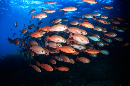 Red Snapper Fishing….Finding the Hotspots