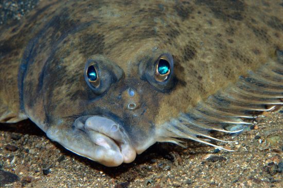 Top 8 Flounder Fishing Tips
