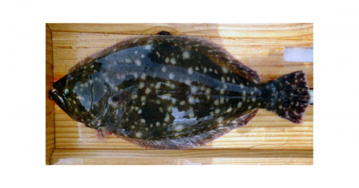 Know Your Flounder