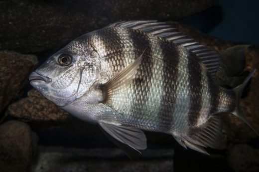 Know What’s On the Line: Sheepshead