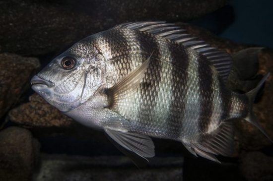 Know What’s On the Line: Sheepshead