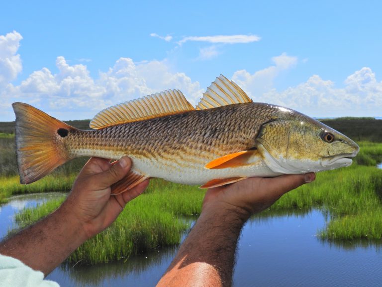 Summer Redfishing….How To Pick the Hot Spots