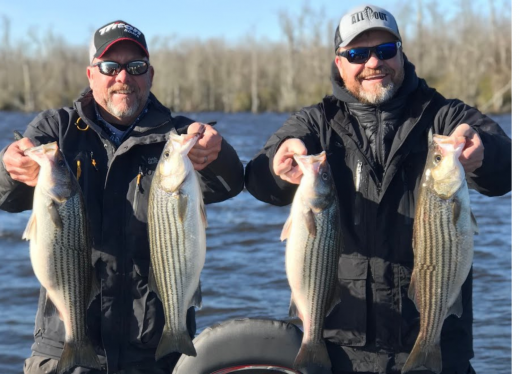 Albemarle Sound Striper Fishing… Carolina All Out Video