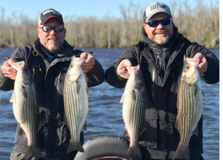 Albemarle Sound Striper Fishing… Carolina All Out Video