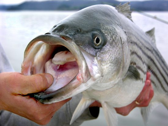 A Guide to the Striper Seasons and Migrations