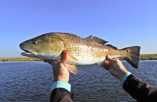 Redfishing Late Winter Tactics