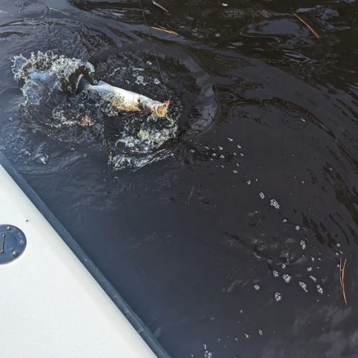 Late Winter Speckled Trout Fishing