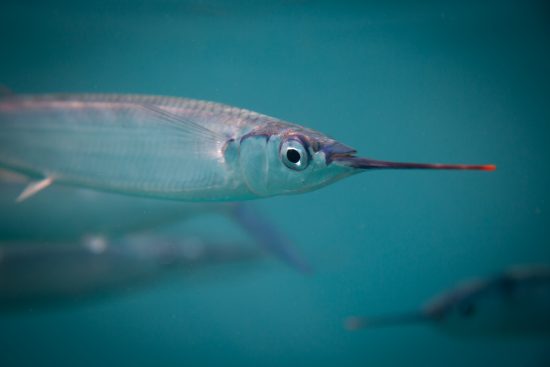 How to Catch and Rig Ballyhoo for Bait