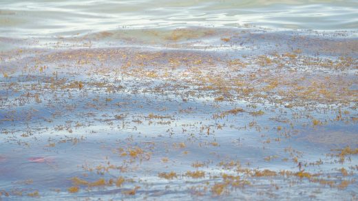 Blue Water Gold…..The Sargasso Weed Line