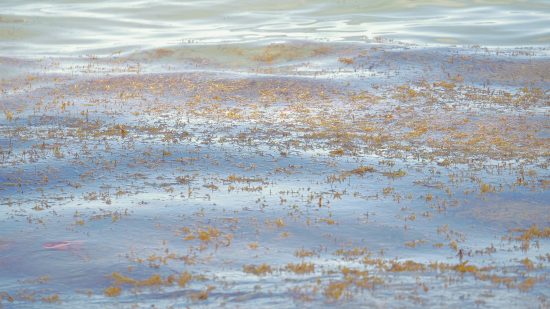Blue Water Gold…..The Sargasso Weed Line