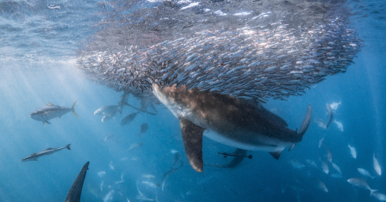 The Offshore Baitfish….Important Food Chain Link