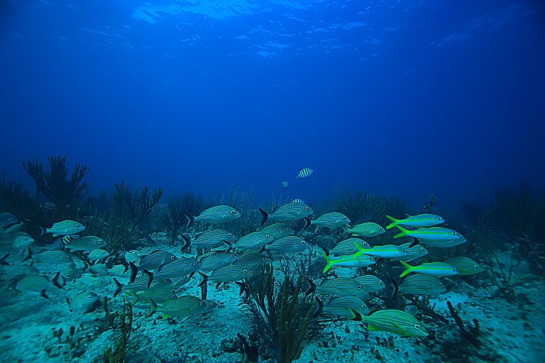 Fishing Nearshore and Offshore Active Bottom