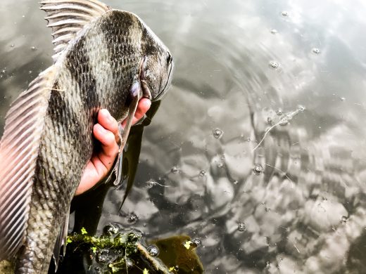 Black Drum Fishing Tips…..Hang On and Have Fun