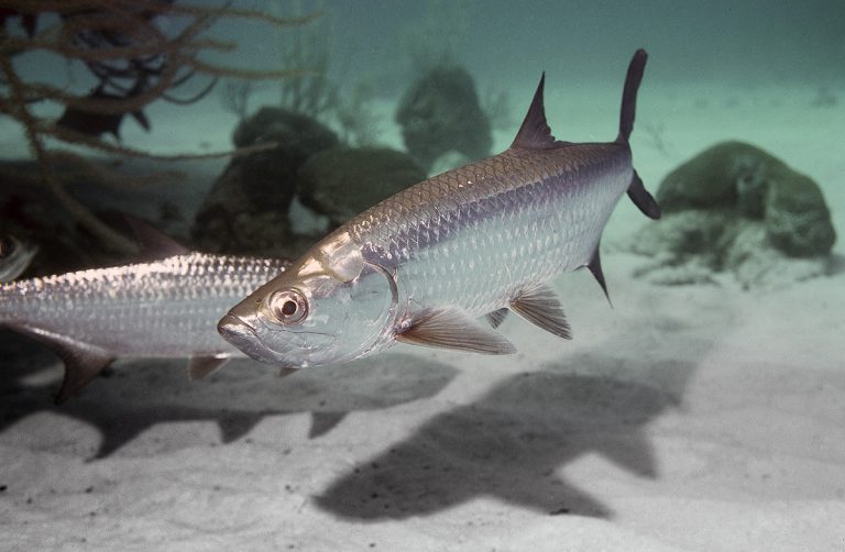 What’s On the Line: Atlantic Tarpon, the ‘Silver King’