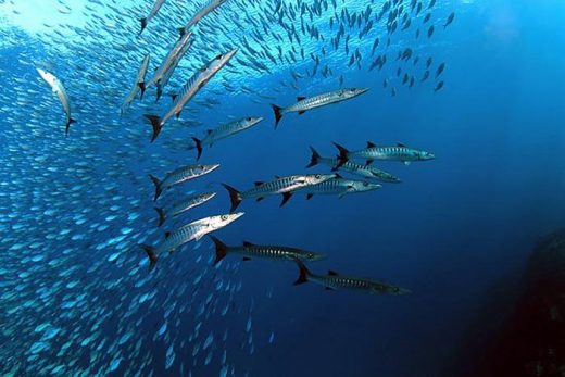 What’s On the Line: Atlantic Wahoo