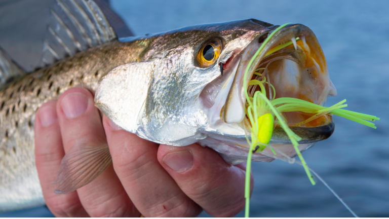 South Carolina Fishing Reports And Recent Catches