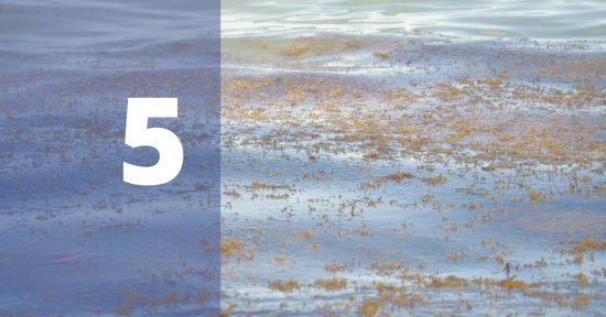 Blue Water Gold…..The Sargasso Weed Line