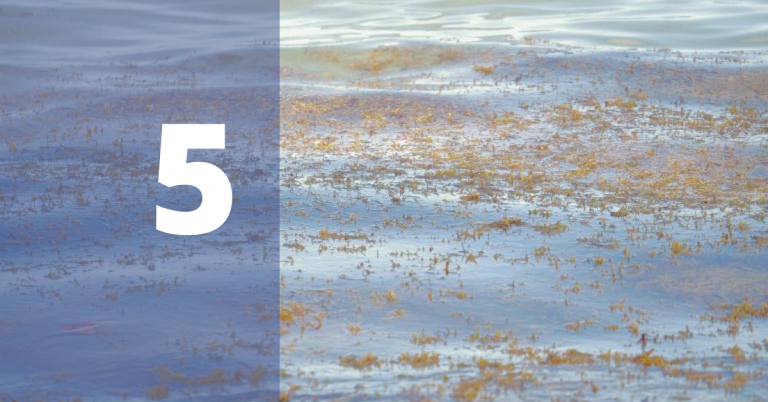 Blue Water Gold…..The Sargasso Weed Line