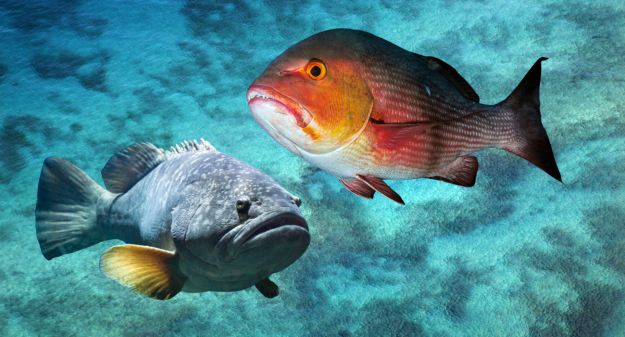 The Prize of Bottom Fishing….Snapper and Grouper