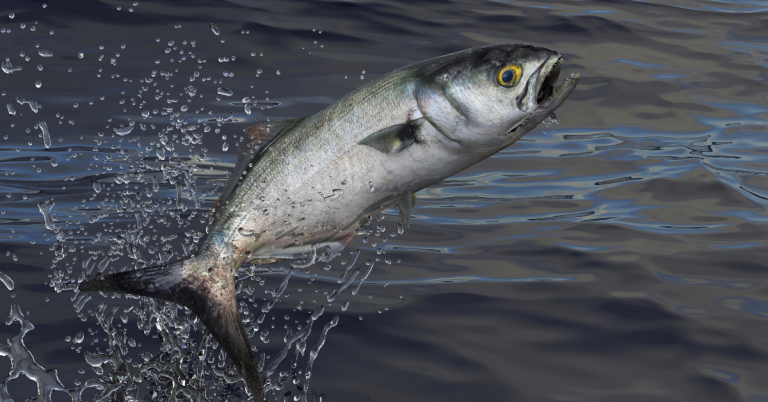 Spring Fishing For Bluefish Cape Lookout, NC  Style