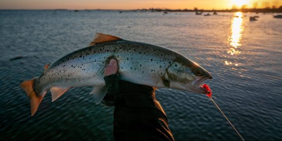 Winter Saltwater Fishing Tips From Our Contributing Anglers
