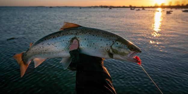 Matching Wits With Speckled Trout