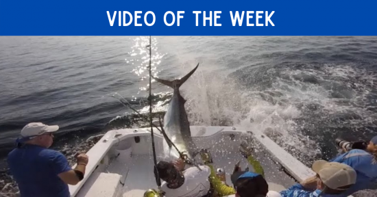 Video Of The Week……Marlin Launches Into Boat