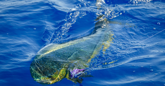 How To Bring More Mahi To The Boat….Video