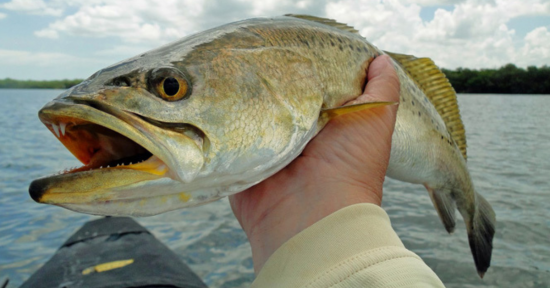 North Carolina’s Cape Fear River….Fisherman’s Utopia