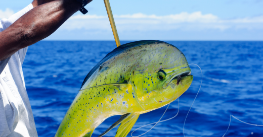 Put a Spin On Mahi Fishing
