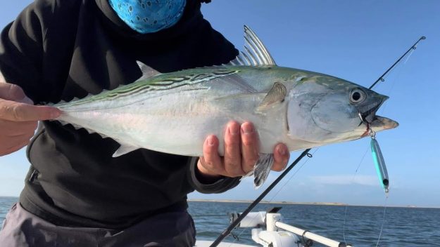 Fall Fishing For False Albacore…..It’s Almost Time