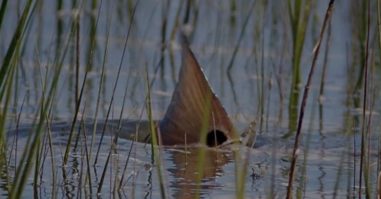 NC Organization Develops Ground Breaking Solution To Clarify Stock Status For Various Saltwater Fish Species