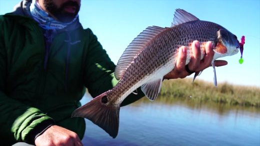 Captain’s Log…..”No Hesitation”….Video