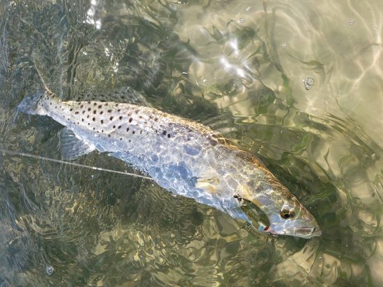 Inshore Fall Fishing…..Follow The Bait