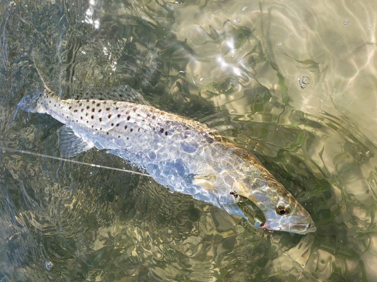 Fishing For Monster Winter Speckled Trout
