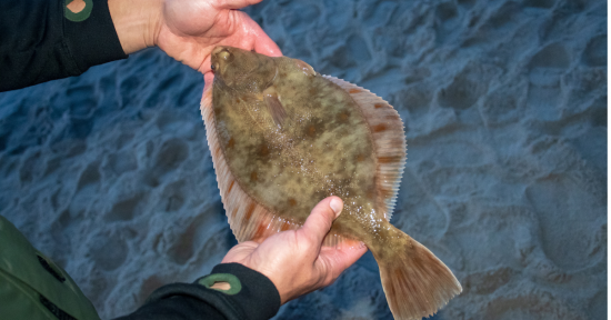 Another Hit For North Carolina Flounder Fishermen