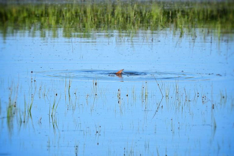 Fishing Lessons – Tackle Box Tip – Best Lure for Tailing Redfish