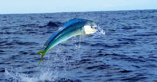 Day of The Mahi….. Nearshore Fishing Tactics For Small Boat Anglers