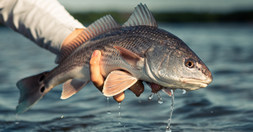 New Slot, Smaller Limit: South Carolina Sets New Red Drum Rules