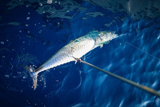 King Mackerel Fishing…..Prep Like A National Champion